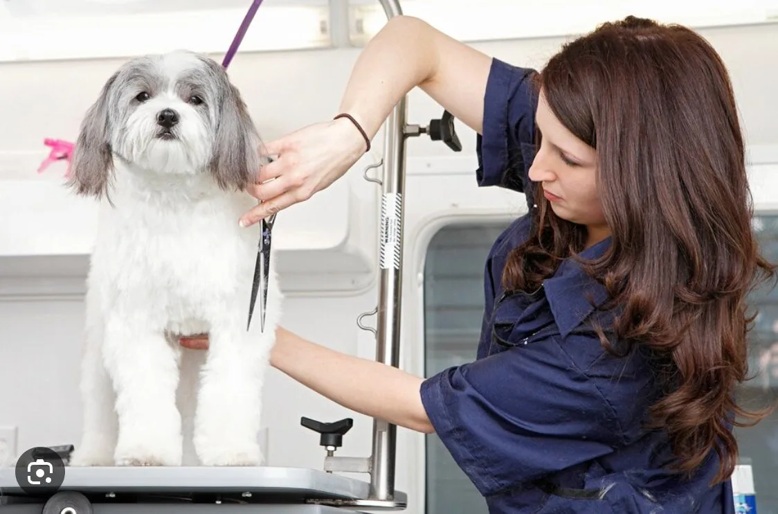 Korene, Iori's lead groomer, with a freshly-groomed poodle